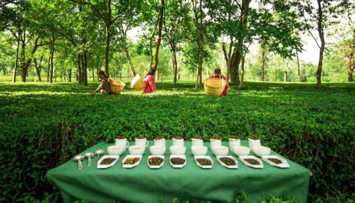 palapur-tea-garden-featured-img