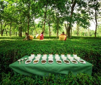 palapur-tea-garden-featured-img