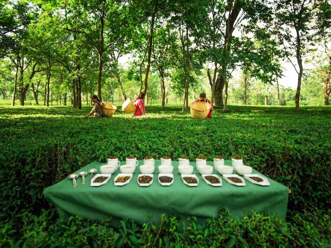 palapur-tea-garden-featured-img